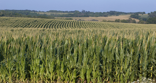 Iowa PEO Companies